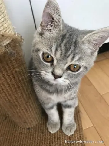 ID：1707-00735の子猫