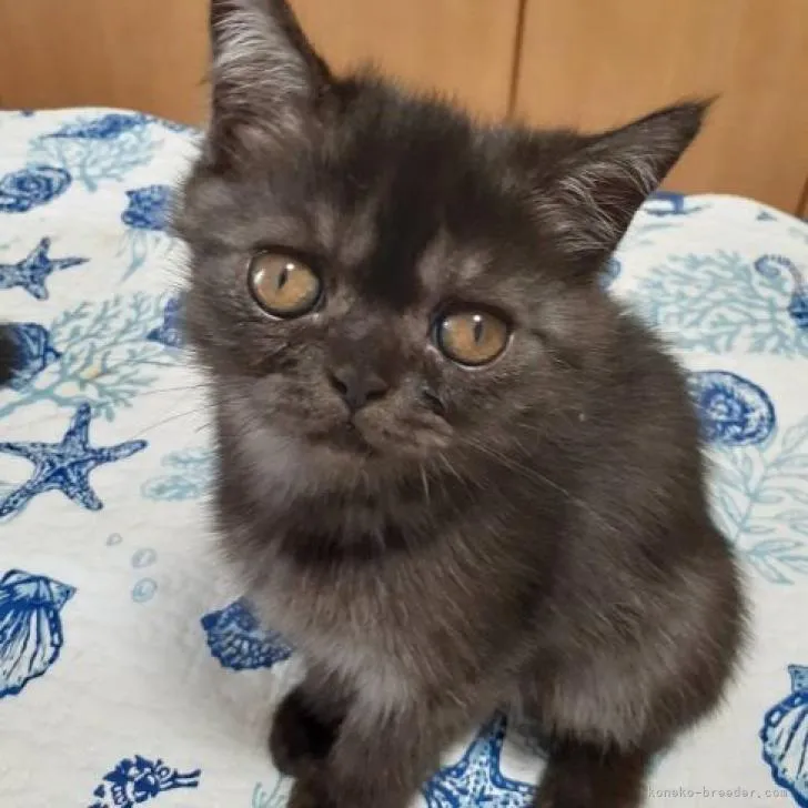 ID:2207-02231の子猫