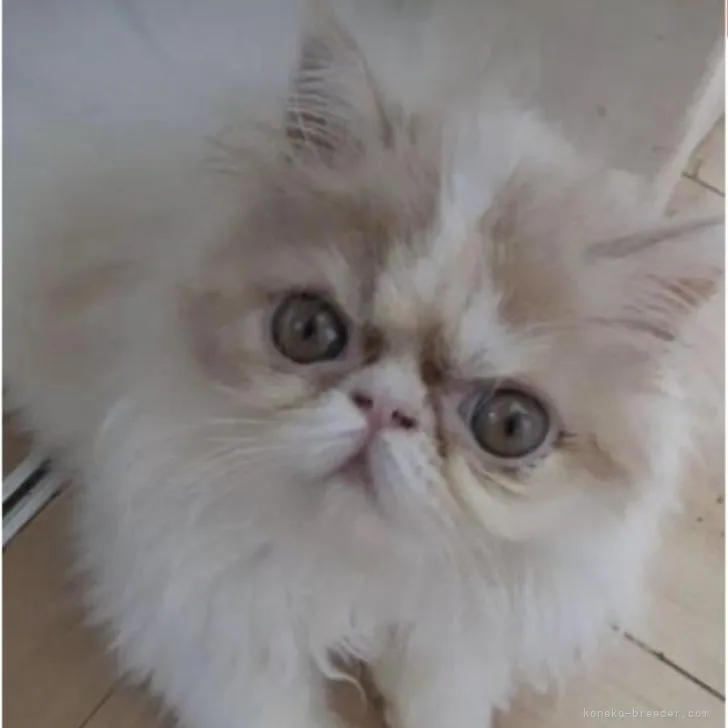 ID：2207-00551の子猫