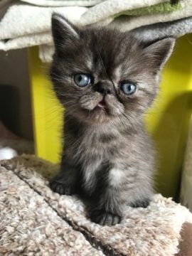 エキゾチックショートヘア【愛知県・男の子・2017年2月22日・ブラックスモーク】の写真「猫の日生まれ、がっしりした男の子」