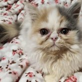 エキゾチックショートヘア