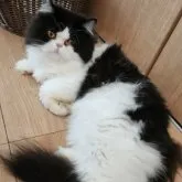 エキゾチックショートヘア【愛知県・男の子・2022年5月13日・ブラック&ホワイト】の写真1