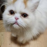 エキゾチックショートヘア