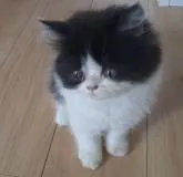 エキゾチックショートヘア【愛知県・男の子・2022年5月13日・ブラック&ホワイト】の写真3