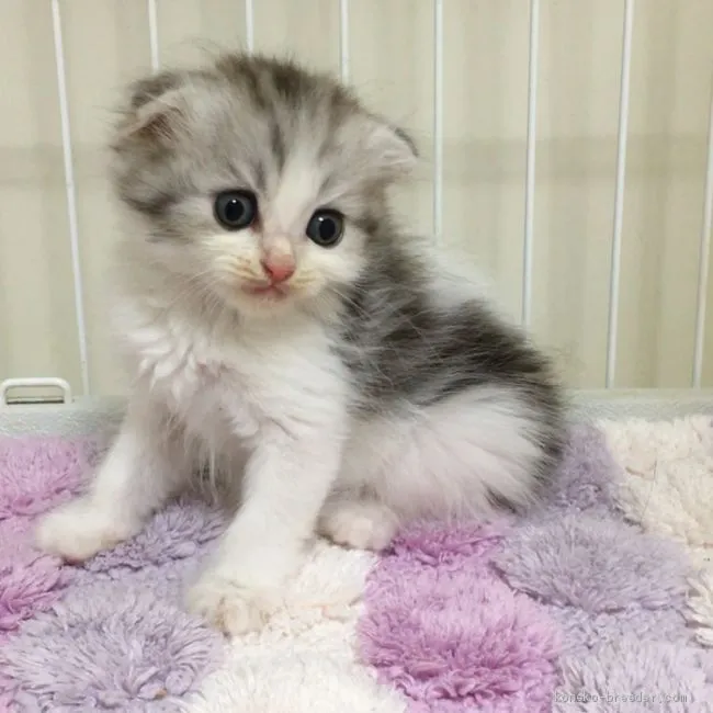 ID:2008-01633の子猫
