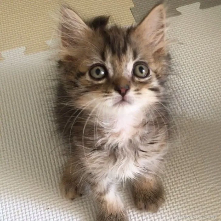 ID:2308-02987の子猫