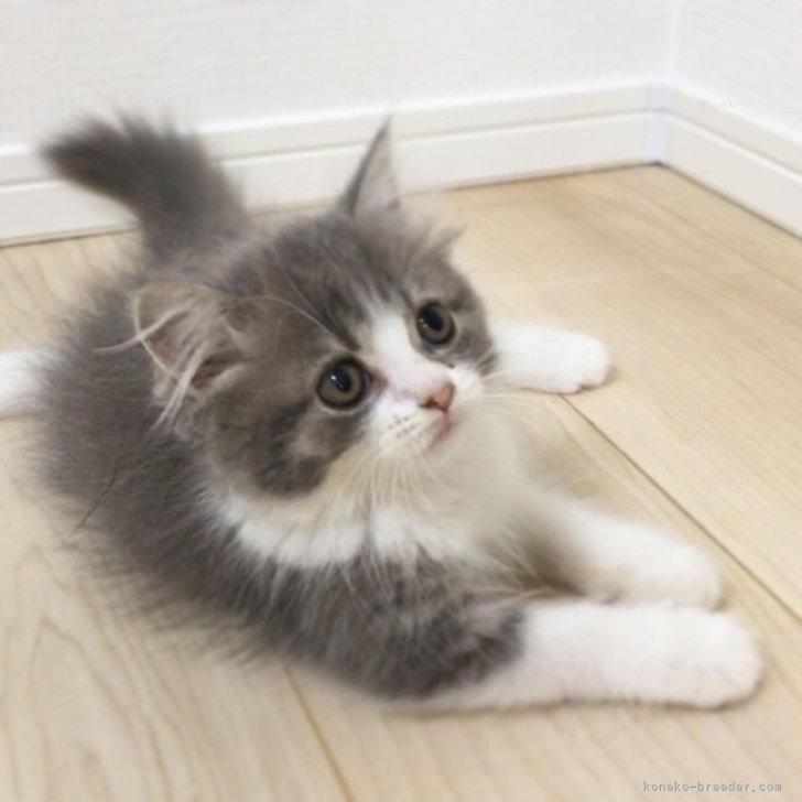 cat_img_1_3d7afe503ac2.jpg