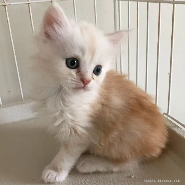 ID:1810-00003の子猫