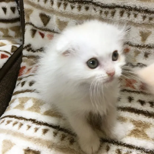 ID:1802-00700の子猫