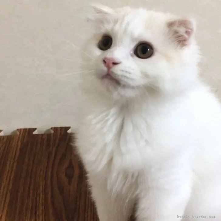 ID:2304-01969の子猫