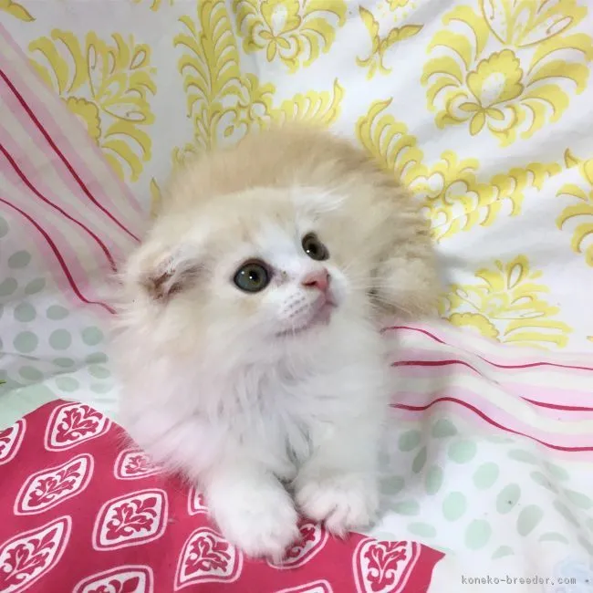 ID：1805-00703の子猫