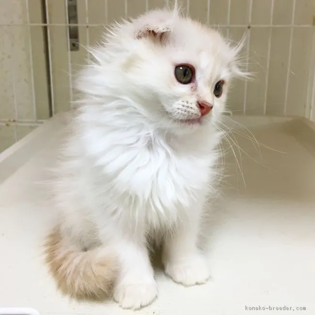 ID:1809-01368の子猫