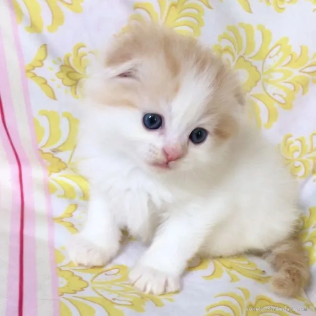 よねよね 様のお迎えした子猫
