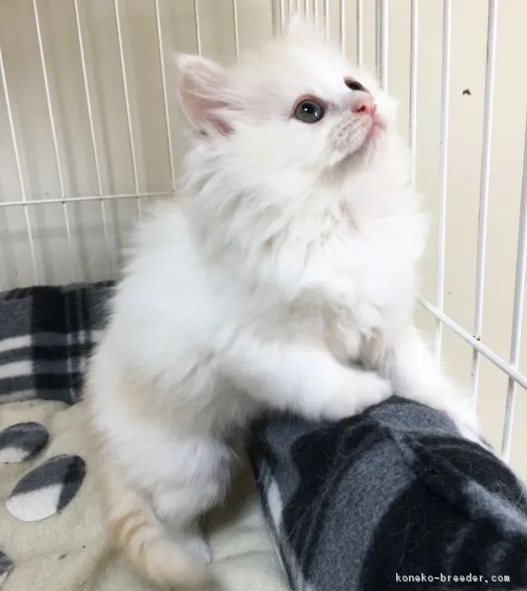 ID：1903-00514の子猫