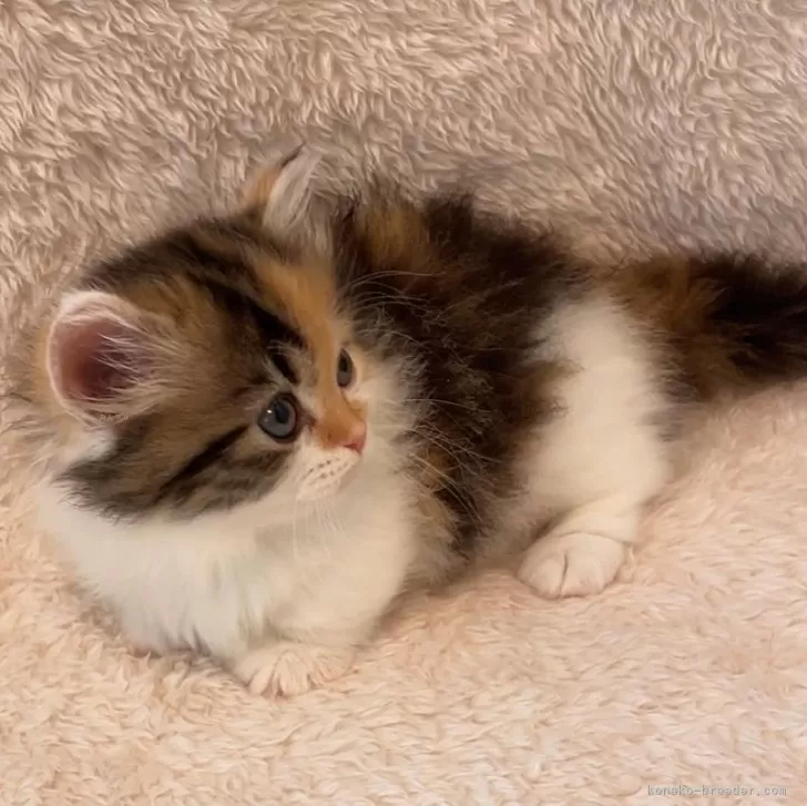 ID:2408-03021の子猫