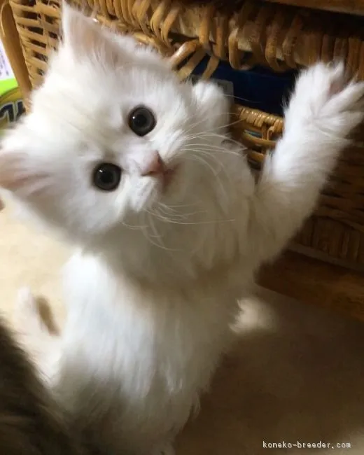 ID:1801-00534の子猫