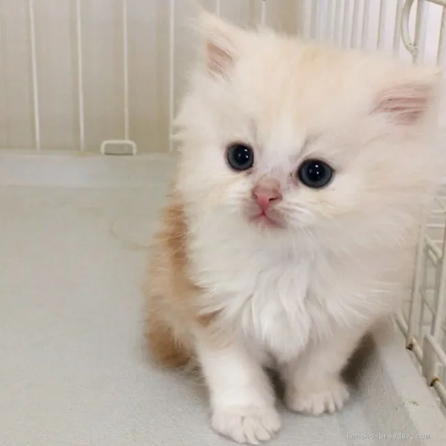 ID:2003-01792の子猫