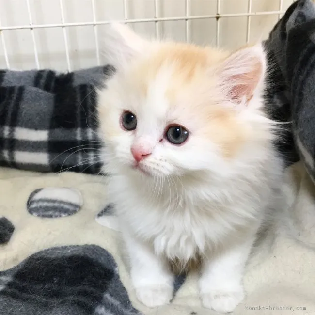 ID:1903-00878の子猫