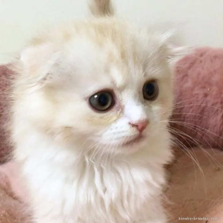 ID：2211-00866の子猫
