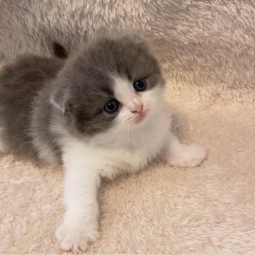 スコティッシュフォールド(折れ耳)【大阪府・女の子・2024年3月13日・ブルー&ホワイト】の写真「おっとりした女の子」