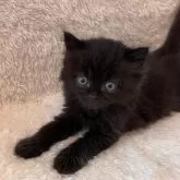 マンチカン(長足)【大阪府・男の子・2024年7月18日・ブラックスモーク】の写真1