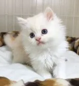 スコティッシュフォールド(立ち耳)【大阪府・男の子・2019年10月2日・レッド&ホワイト】の写真3
