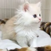 スコティッシュフォールド(立ち耳)【大阪府・男の子・2019年10月2日・レッド&ホワイト】の写真4