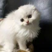 スコティッシュフォールド(折れ耳)【大阪府・女の子・2019年10月2日・クリーム&ホワイト】の写真5