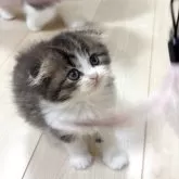 スコティッシュフォールド(折れ耳)【大阪府・男の子・2025年10月29日・ブラウンタビー&ホワイト】の写真10