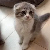 スコティッシュフォールド(折れ耳)【大阪府・女の子・2025年9月25日・ブルータビー&ホワイト】の写真8