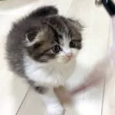 スコティッシュフォールド(折れ耳)【大阪府・男の子・2025年10月29日・ブラウンタビー&ホワイト】の写真12