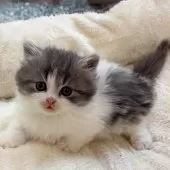 マンチカン(短足)【大阪府・男の子・2025年11月1日・ブルー&ホワイト】の写真13