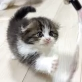 スコティッシュフォールド(折れ耳)【大阪府・男の子・2025年10月29日・ブラウンタビー&ホワイト】の写真13