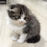 スコティッシュフォールド(折れ耳)【大阪府・男の子・2025年10月29日・ブラウンタビー&ホワイト】の写真14