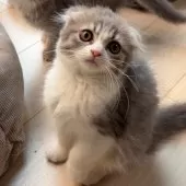 スコティッシュフォールド(折れ耳)【大阪府・女の子・2025年9月25日・ブルータビー&ホワイト】の写真12