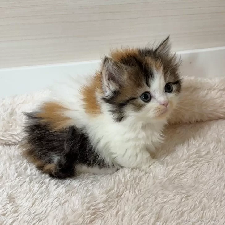 ID：2412-02500の子猫