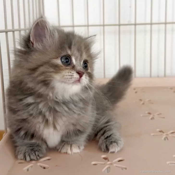 M.O 様のお迎えした子猫