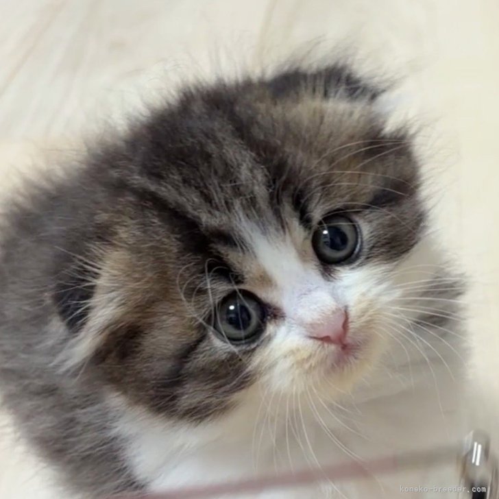 ブリーダー画像