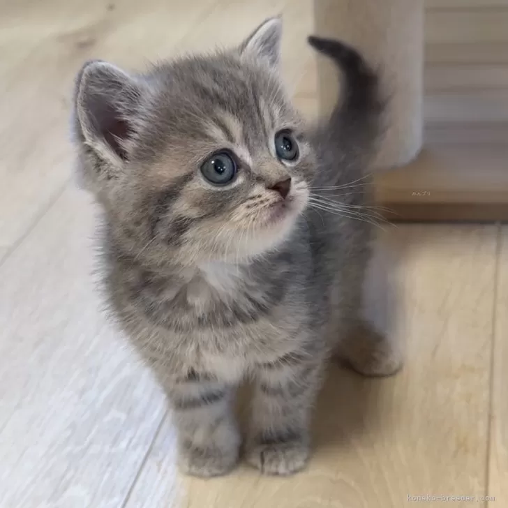 ID：2501-01827の子猫