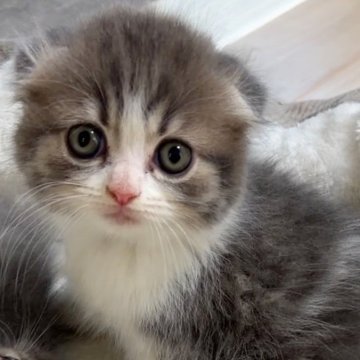 スコティッシュフォールド(折れ耳)【大阪府・女の子・2025年9月25日・ブルータビー&ホワイト】の写真「とっても美人さん」