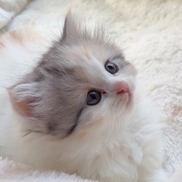 スコティッシュフォールド(立ち耳)【大阪府・女の子・2025年10月31日・ダイリュートキャリコ】の写真「優しいカラーの美人さん」