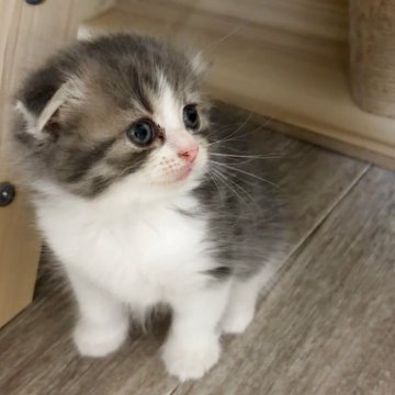 スコティッシュフォールド(折れ耳)【大阪府・女の子・2025年9月25日・ブルータビー&ホワイト】の写真「とっても美人さん」