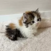 マンチカン(短足)【大阪府・女の子・2024年11月11日・キャリコ】の写真1