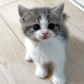 スコティッシュフォールド(立ち耳)