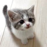 スコティッシュフォールド(立ち耳)