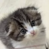 スコティッシュフォールド(折れ耳)