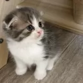 スコティッシュフォールド(折れ耳)