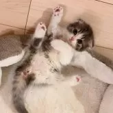 スコティッシュフォールド(折れ耳)【大阪府・女の子・2025年9月25日・ブルータビー&ホワイト】の写真8