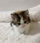 マンチカン(短足)【大阪府・女の子・2024年11月11日・キャリコ】の写真2