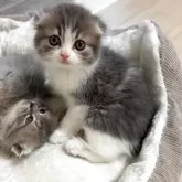 スコティッシュフォールド(折れ耳)【大阪府・女の子・2025年9月25日・ブルータビー&ホワイト】の写真3